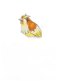 Pidgey