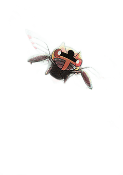 Ninjask