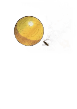 Rellor